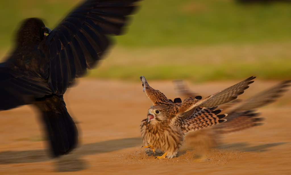 チョウゲンボウ