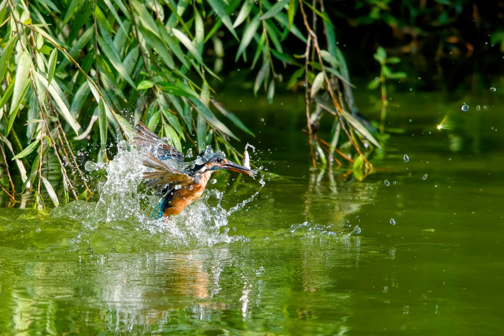 カワセミ