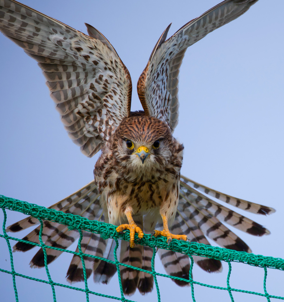 チョウゲンボウ