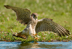 チョウゲンボウ