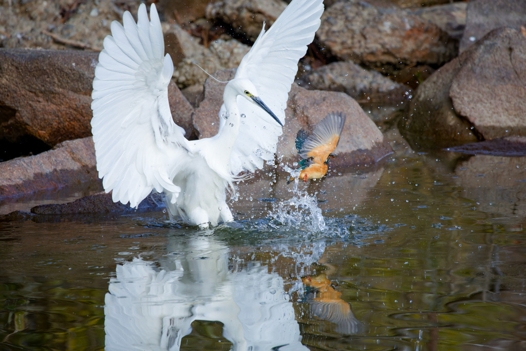 コサギとカワセミ