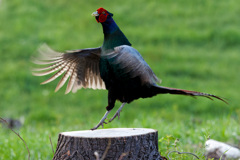 切り株上のキジ