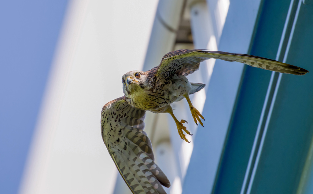 チョウゲンボウ