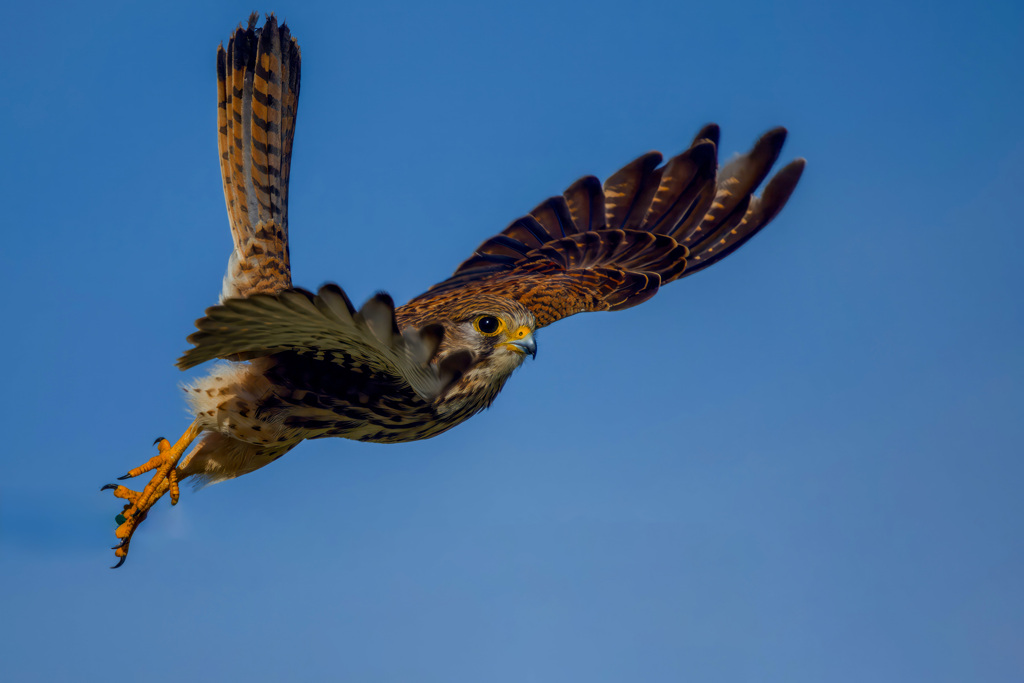 チョウゲンボウ