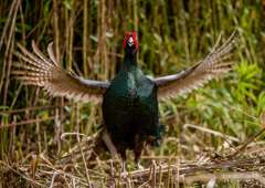 真正面から 真正面から