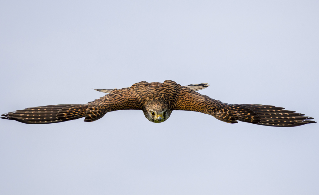 チョウゲンボウ