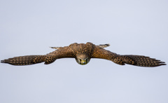 チョウゲンボウ