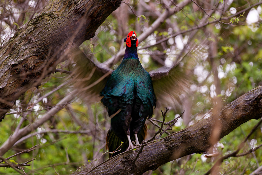 木上の母衣うち
