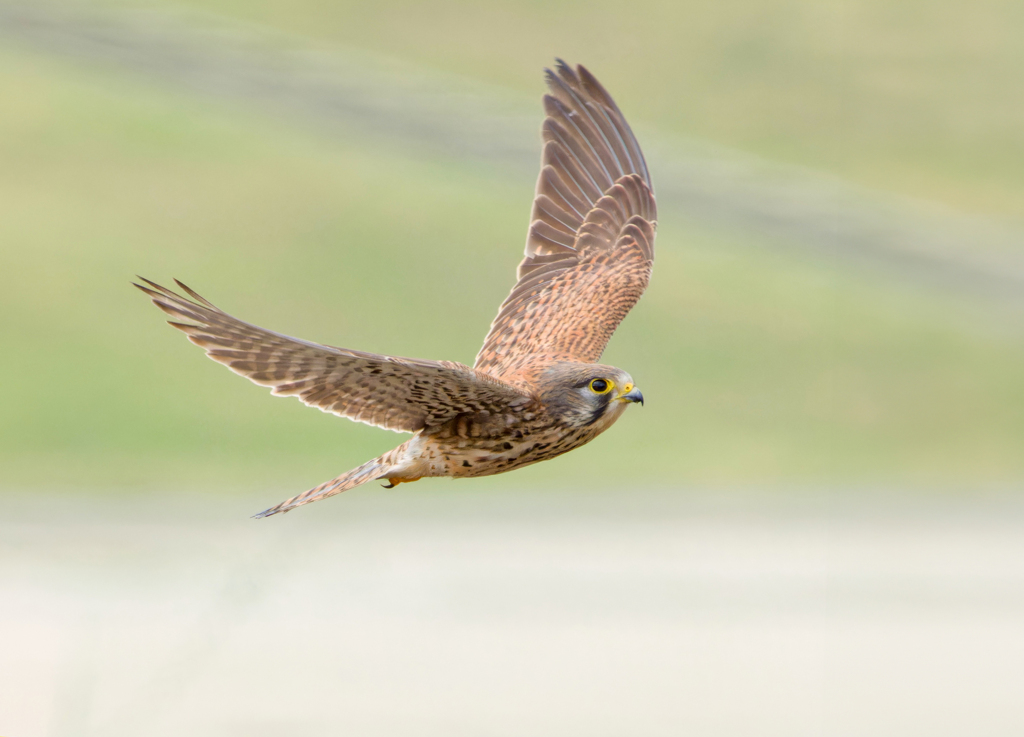 チョウゲンボウ