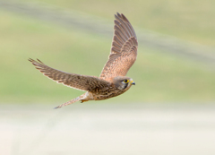 チョウゲンボウ