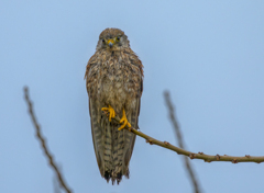 チョウゲンボウ