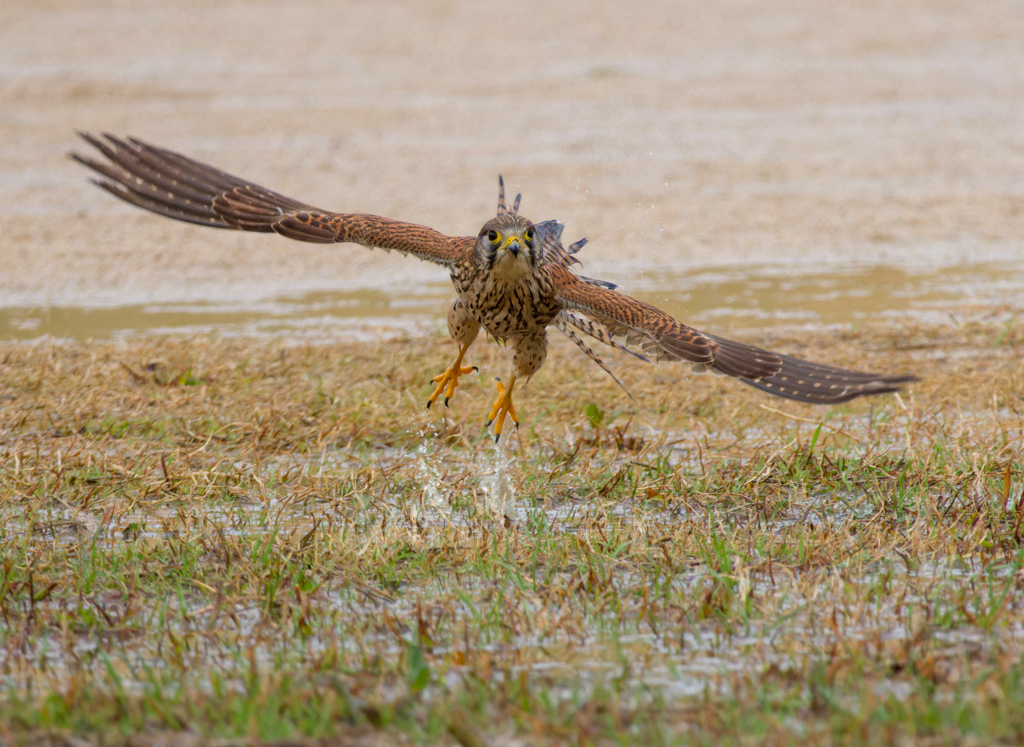 チョウゲンボウ