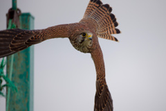 チョウゲンボウ