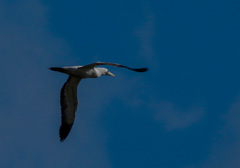 アオツラカツオドリ