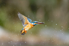 魚じゃなかった　2