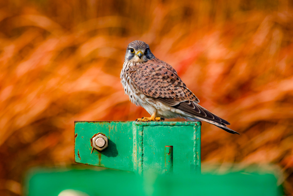 チョウゲンボウ