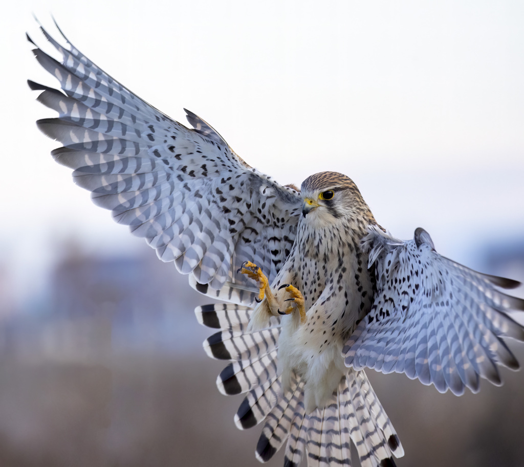 チョウゲンボウ