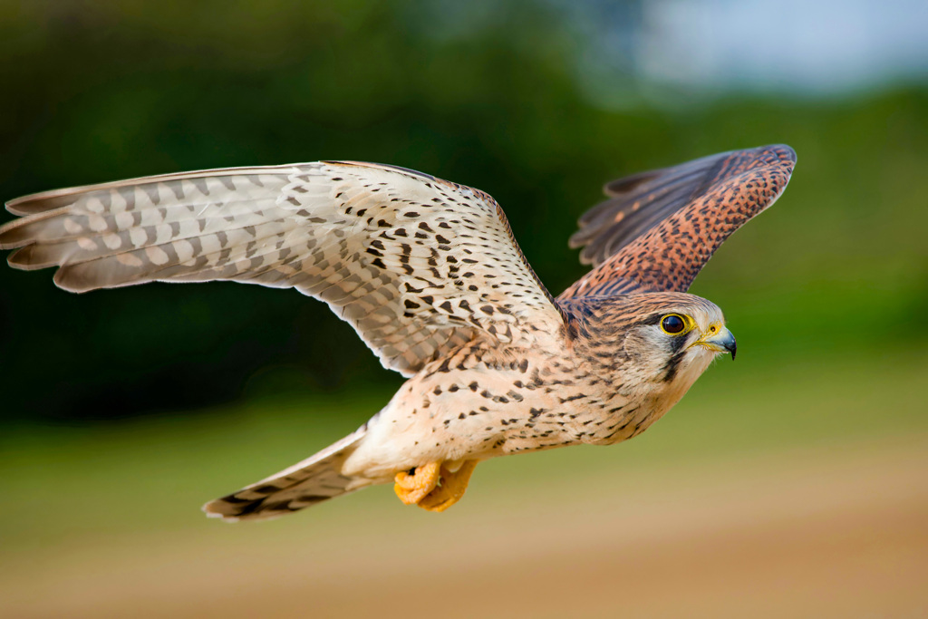 チョウゲンボウ