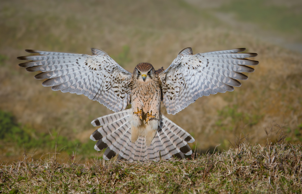チョウゲンボウ