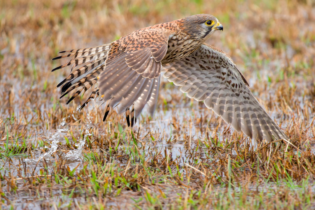 チョウゲンボウ