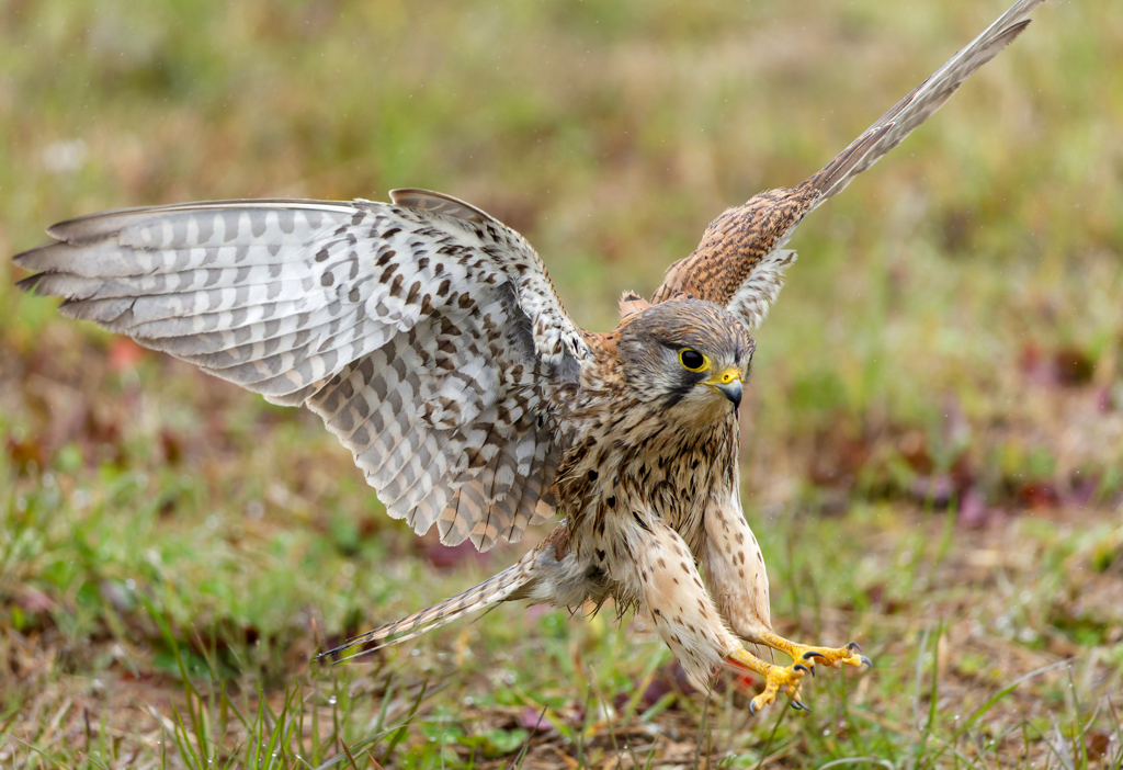 チョウゲンボウ