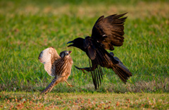 チョウゲンボウ