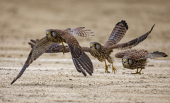 チョウゲンボウ