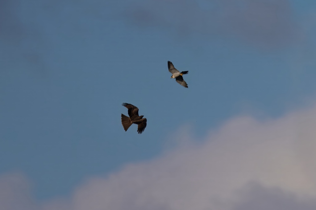 ハヤブサとトビ