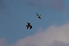 ハヤブサとトビ