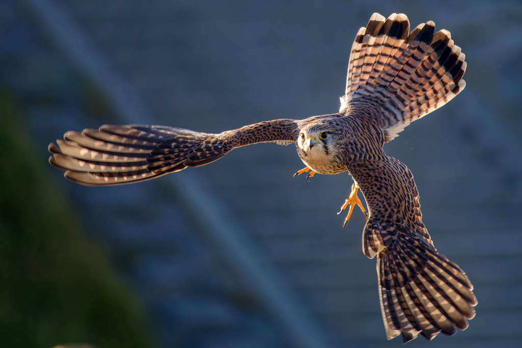 チョウゲンボウ