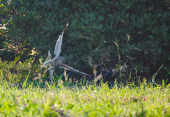 チョウゲンボウ