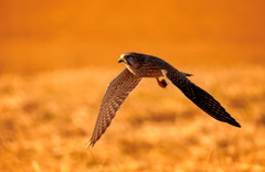 チョウゲンボウ