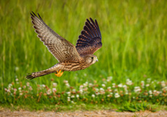 チョウゲンボウ（若）