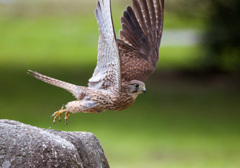 チョウゲンボウ