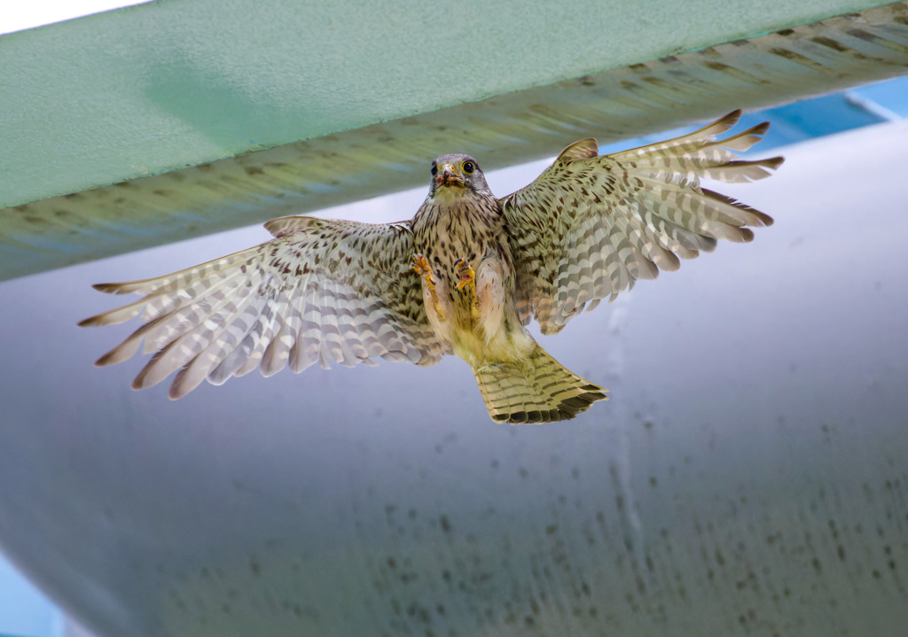 チョウゲンボウ
