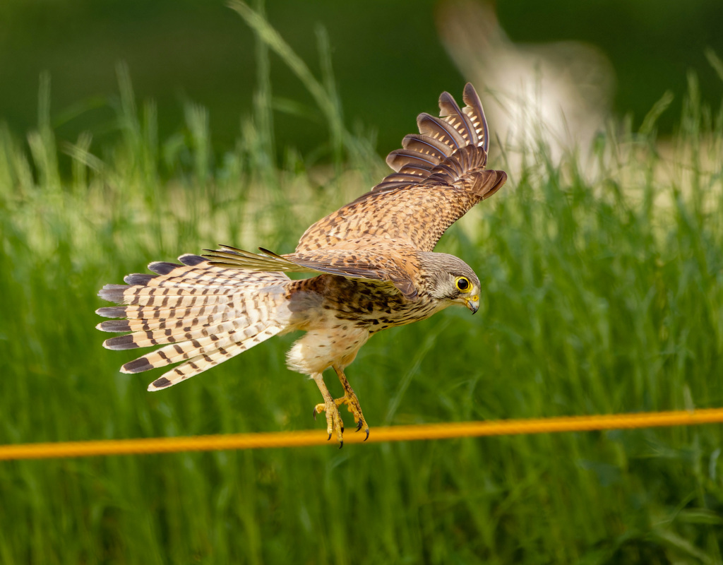 チョウゲンボウ