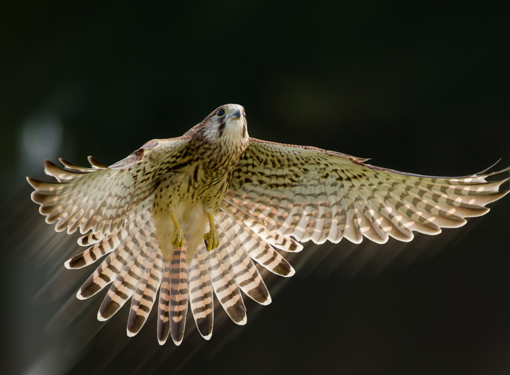 チョウゲンボウ