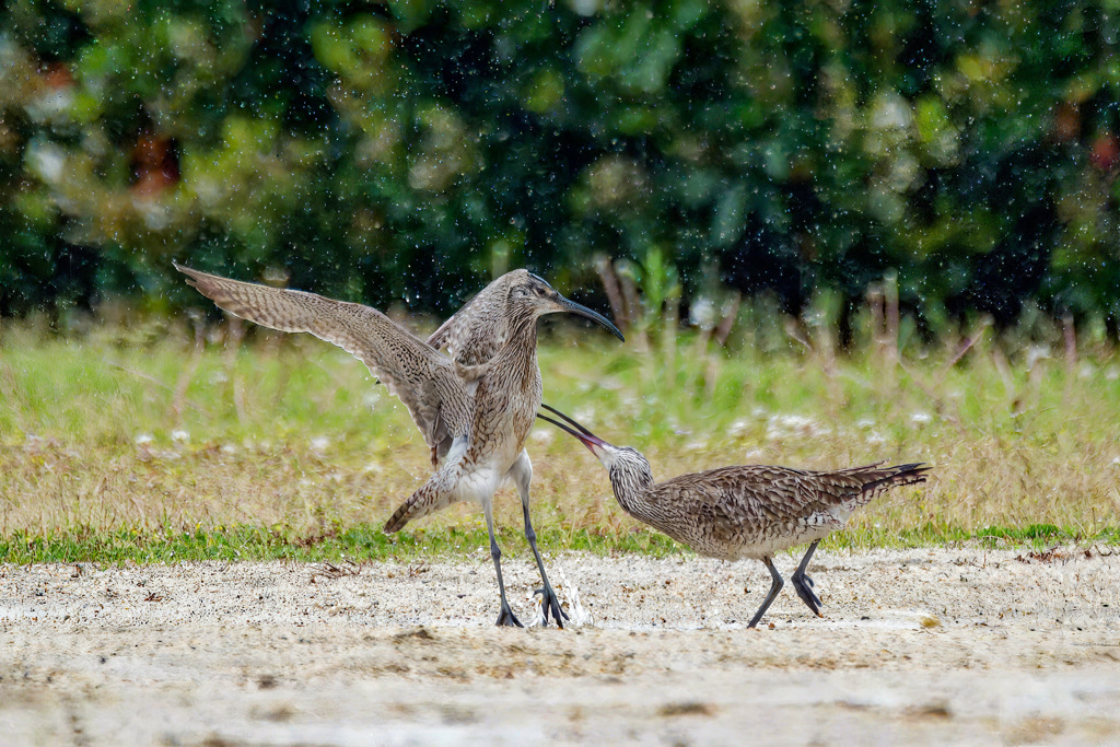 チュウシャクシギ