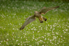 チョウゲンボウ