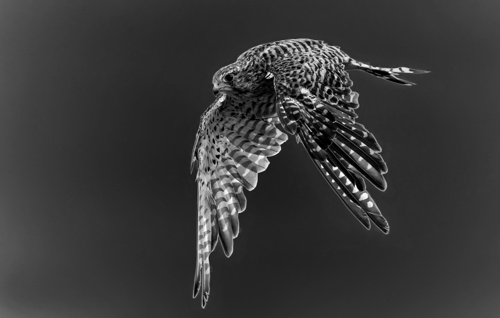 チョウゲンボウ