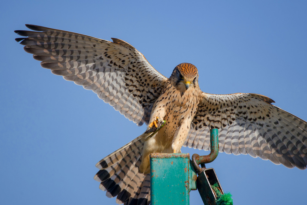 チョウゲンボウ
