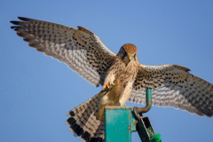 チョウゲンボウ