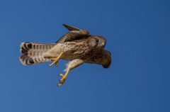 チョウゲンボウ