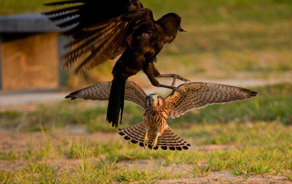 チョウゲンボウ