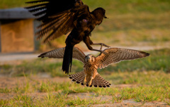 チョウゲンボウ