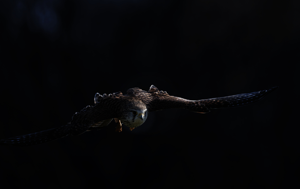 チョウゲンボウ