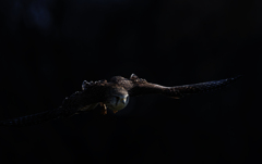 チョウゲンボウ