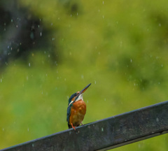 今日は雨