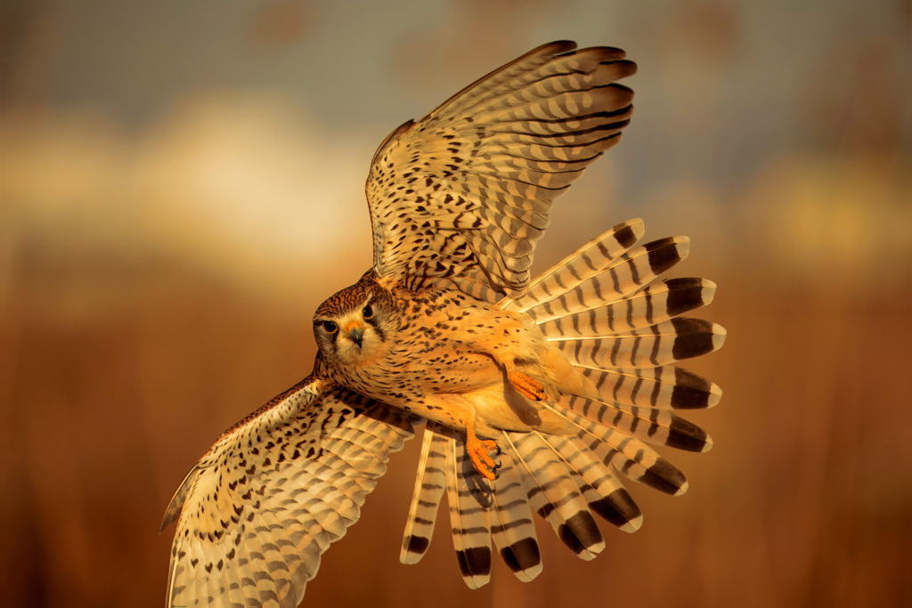 チョウゲンボウ