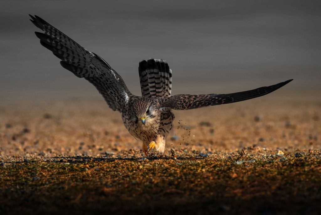 チョウゲンボウ